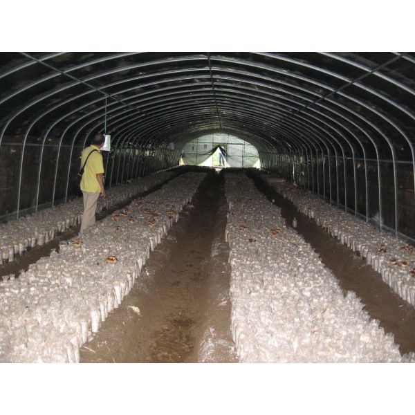 Парник устойчивого гриба света фильма панды полиэтилена растя