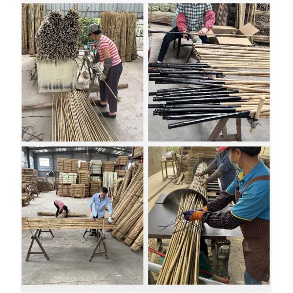 Анти- прессформа покрасила бамбуковые колья красочный завод Tonkin науглероживал 250cm