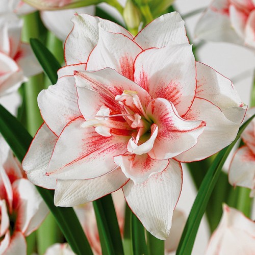 Colorful Decorative 90cm Plastic Artificial Potted Flower Hippeastrum