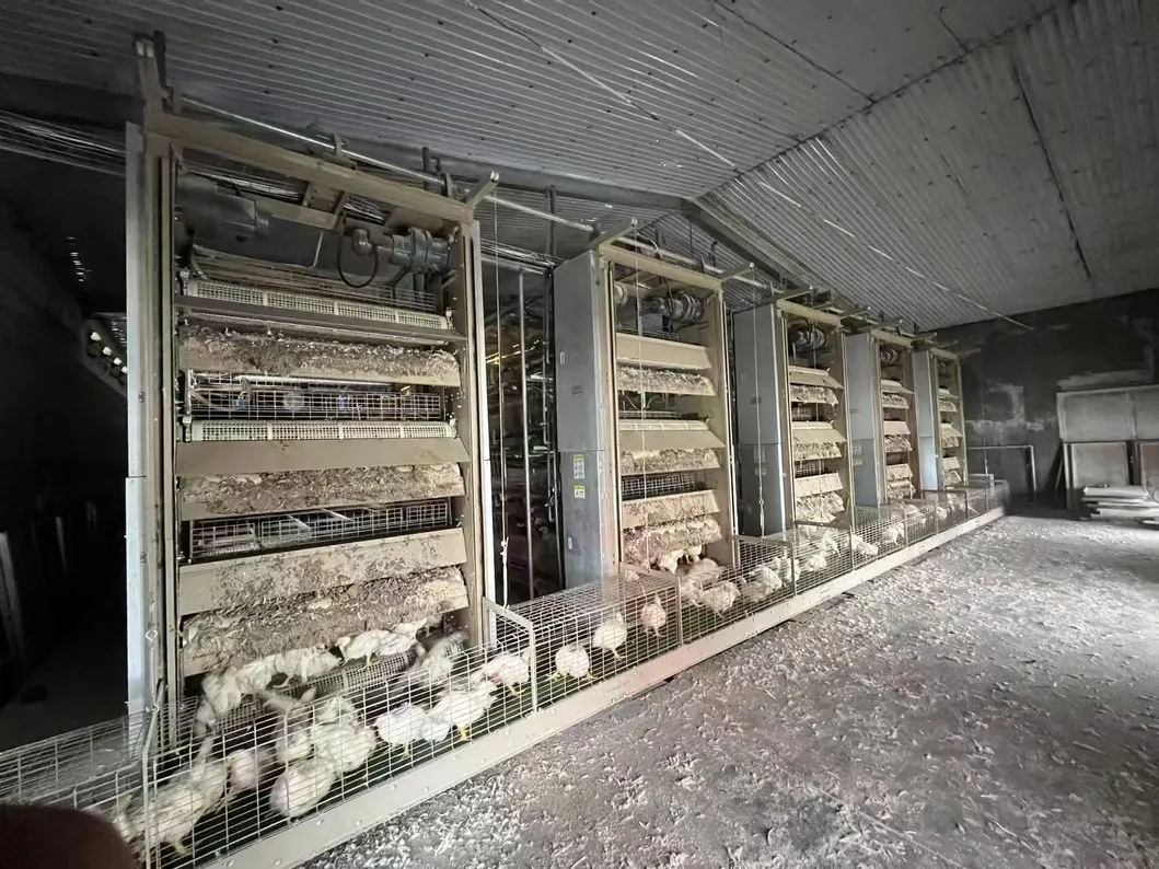Automatic Poultry Farm Chicken Broiler Cage for Poultry Farming