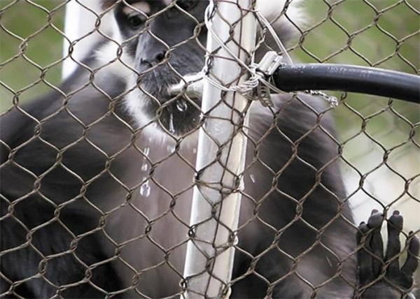 7X7 Animal Fence Netting 1.5mm Diameter Flexible Enclosure Wire Mesh For Aviary Building