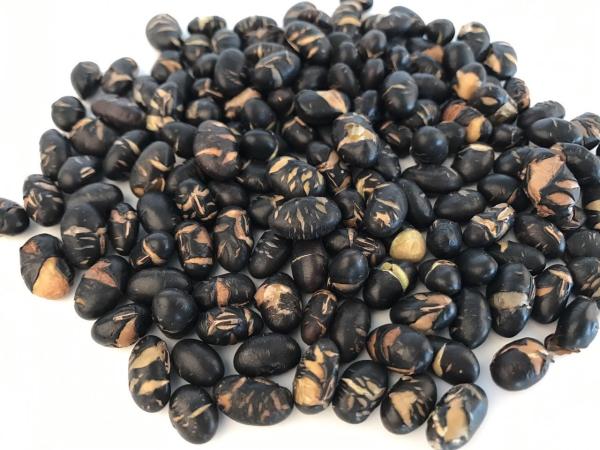 As vitaminas contiveram petiscos do grão de soja, médico Nuts da soja crua preta friável