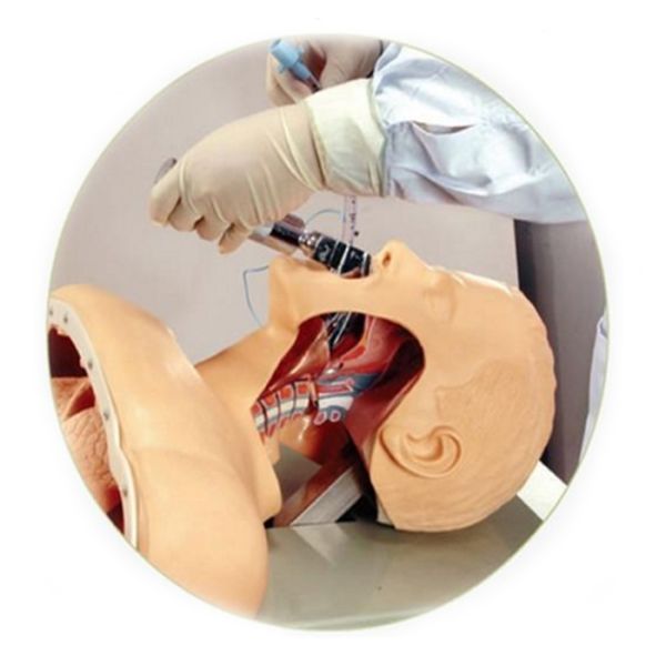 Medical Anatomy Human Airway Training Manikin Model Advanced Trachea Intubation Simulation
