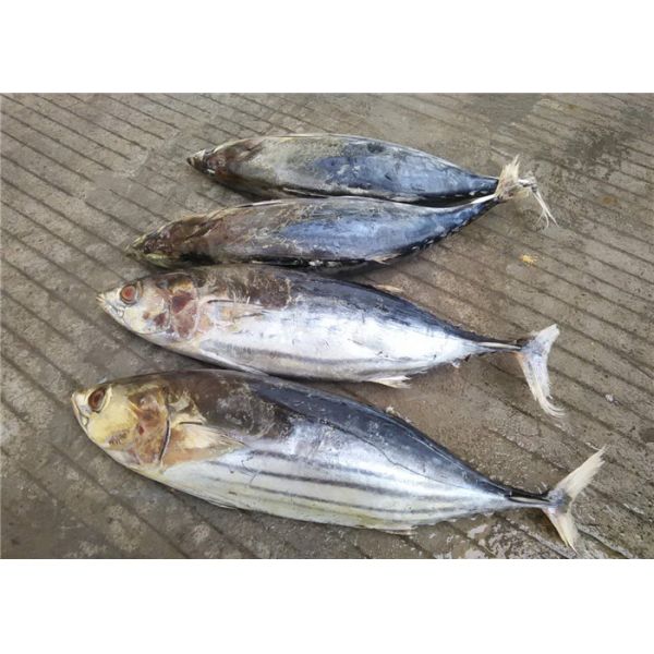 6 тунец попрыгунчика Seafrozen 3kg круга жирных кислот весь замерзая