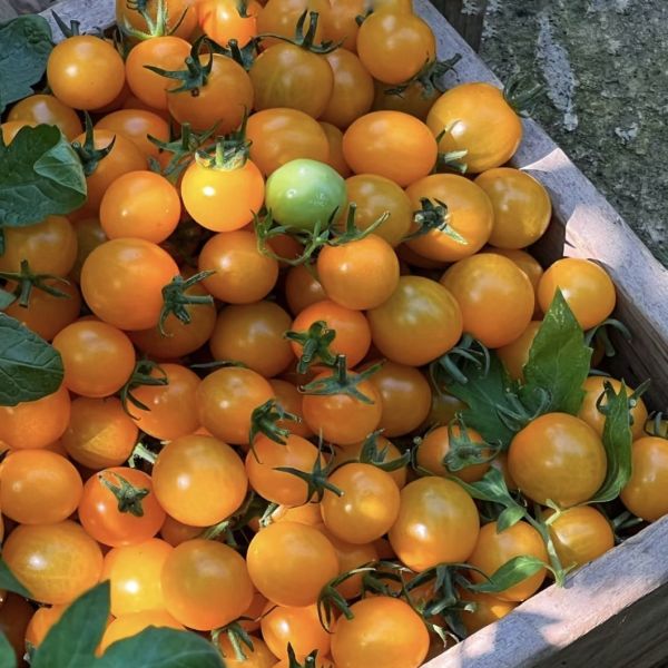 Пакет валовой массы 100.000 кг Гидропоническая теплица для цветков клубники с пленкой