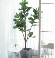 Usines mises en pot artificielles Fiddle Ficus de plancher de taille d'ODM 200cm