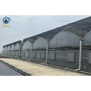 Multi Span Greenhouse