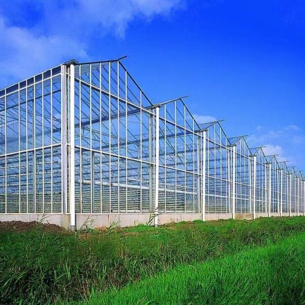 100.000kg Pacote Peso Bruto Sistema de hidroponia de estufa de vidro com irrigação por gotejamento