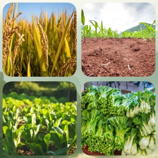 Agricultural Grade Ammonium Sulfate Fertilizer White Powder