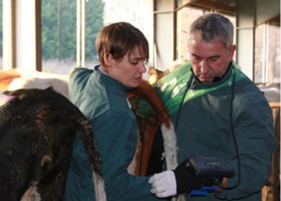 Escáner digital de ultrasonido veterinario