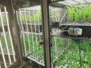 Incubadora artificial da caixa do crescimento vegetal da máquina da germinação da semente do clima da câmara de crescimento vegetal