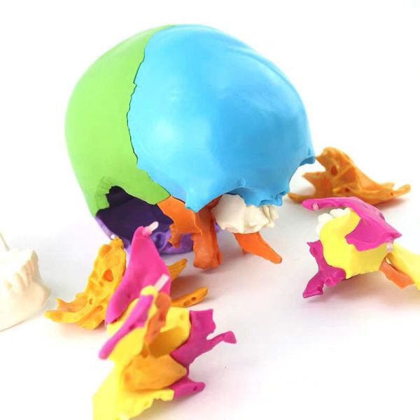 Adult Osteopathic Cranial Anatomical Skeleton Model Disarticulated Human Skull 22 Part