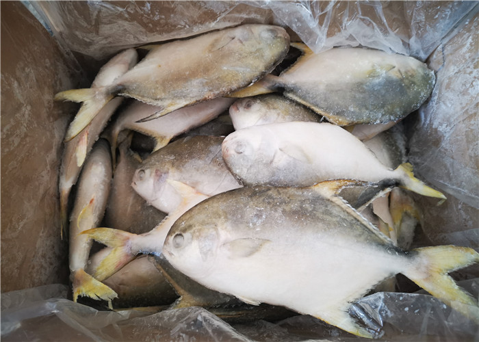 Морепродукты круга 300G 400G золотых рыб брамы все свежие замороженные
