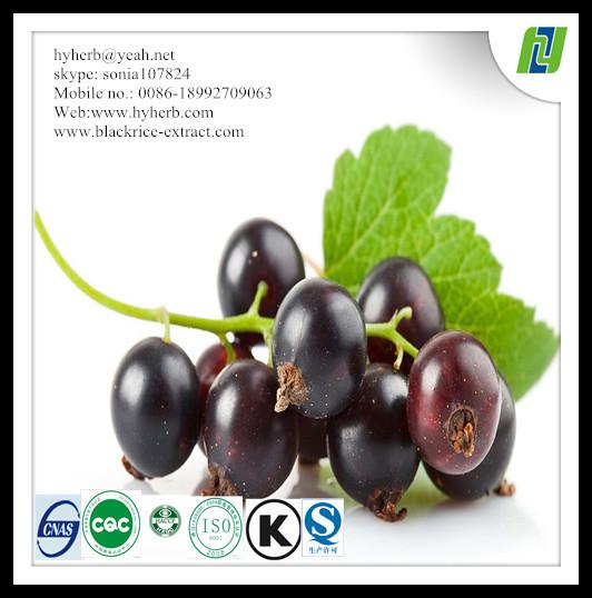 Organic black currant extract powder anthocyanidin