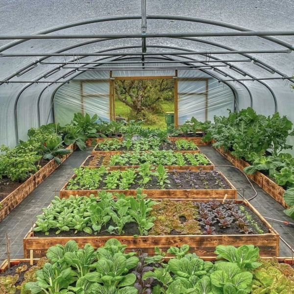 Package Size 50.00cm * 60.00cm * 50.00cm Tunnel Greenhouse for Agriculture and Vegetables