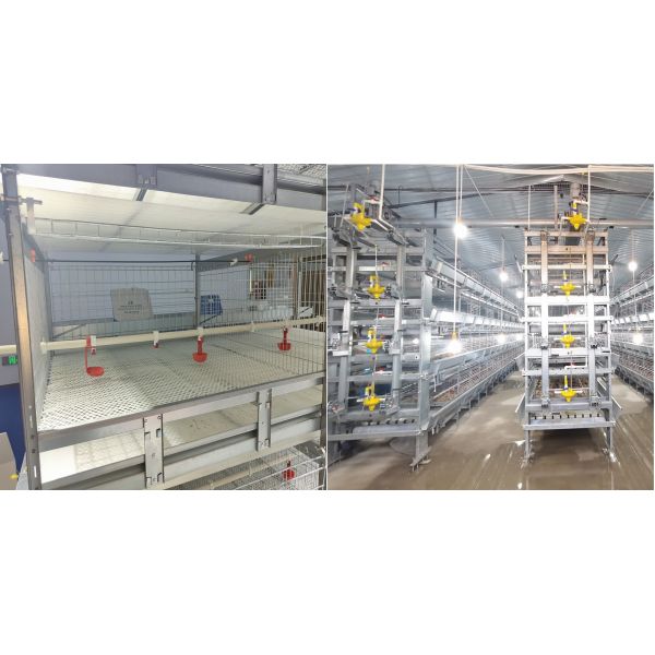 Клетка цыпленка провода 108/144birds оборудования бройлера Q235 горячего погружения гальванизированная