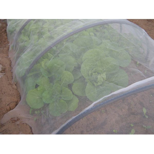 16x16 Mesh Anti Insect Netting Hdpe raschel knitted , Transparent