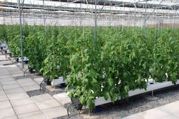 Hydroponic Greenhouse Spare Parts Growing Ebb And Flood Bench On Wheel