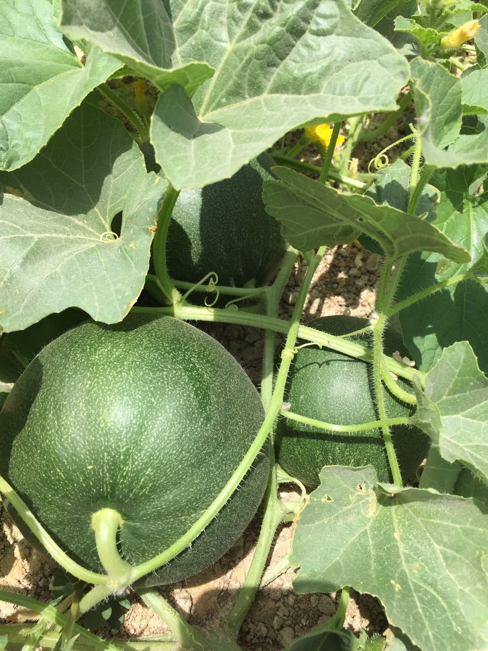 Ruizaofeng Round Melon Seeds Hybrid Melon Seeds High Yield SM01