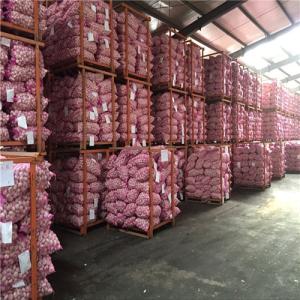 Jinxiang Huatai Fruits and Vegetables,I/E CO.,LTD