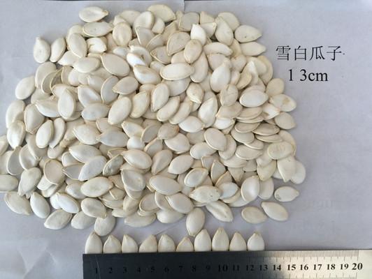 Big Size Roasted Seeds Pumpkin Seed 13% Moisture Content Natural White Color