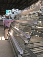 Poulets Produits agricoles Cage à couche de poulet pour poulets de chair et poulets