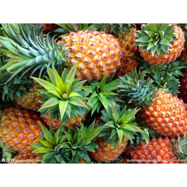 Pulverizador Chelated Foliar do ferro para traço do Premix mineral da grama dos gramados das plantas o bio