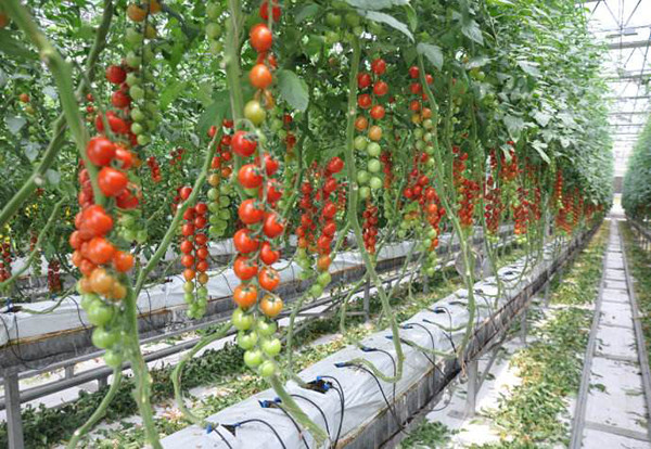 Strong Structure Multi Span Greenhouse , Plastic Tomato Greenhouse Section 4m