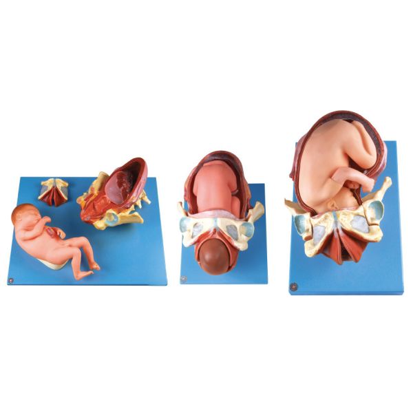 Demenstration Childbirth Model / Human Anatomy Model Shows the Delivery Procedure