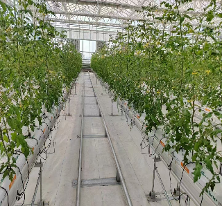 High Production Automated Hydroponic Greenhouse Large Glass Greenhouses