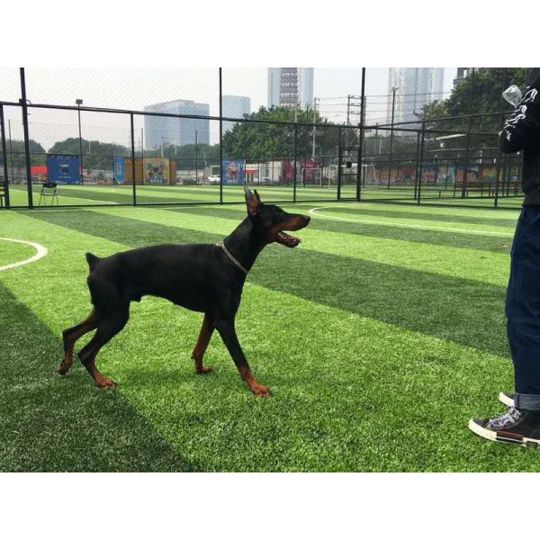 Stem Shape Weaving Technique Artificial Grass with Effective Drainage System