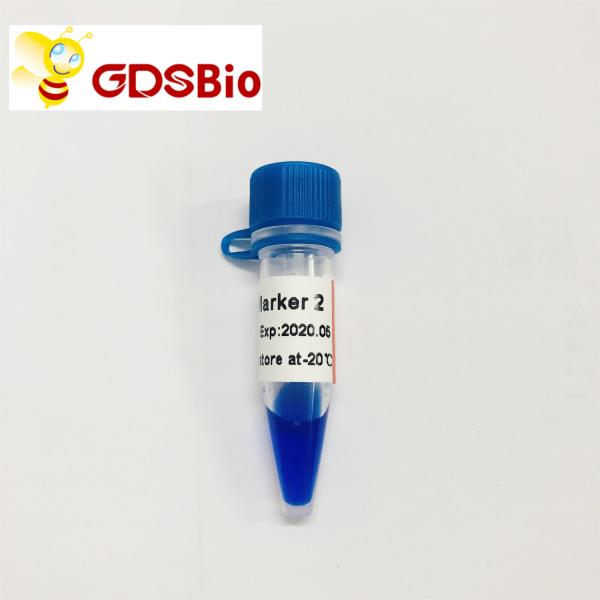 LD Marker 2 60 Preps DNA Marker Electrophoresis GDSBio