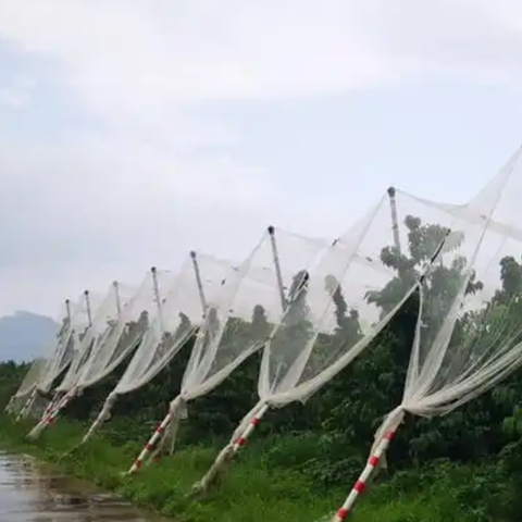 With Knot HDPE  Anti Bird Netting Bird Catching For Fruit Trees