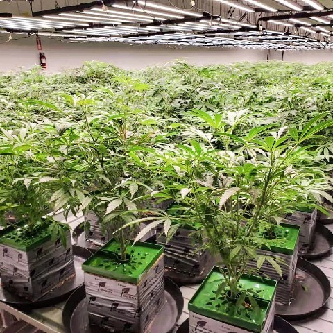 DLC IR UV 120V Full Spectrum Led Grow Lights For Indoor Commercial