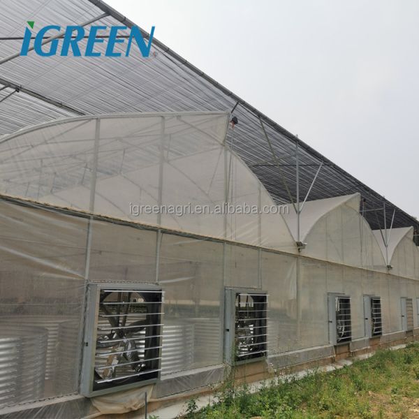 Large Single Layer Multi-span Agricultural Greenhouses with PE Film Cover for Plant Growth
