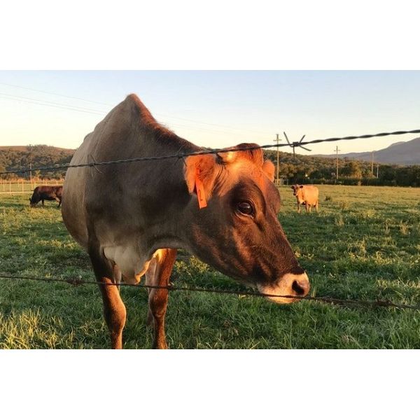 Противоскалочная горячепоташенная оцинкованная колючая проволока для фермы Зимбабве Длина на рулон