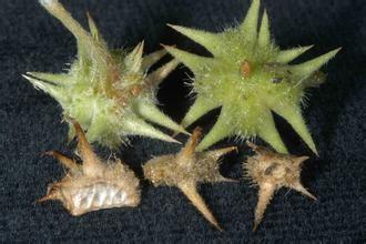 100% natural Tribulus Terrestris Extract ,  Reducing the blood pressure, anti-aging, improve hormones