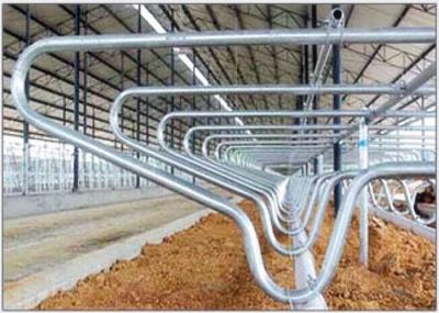 Stalle libre de vache à équipement de bétail avec la couche de galvanisation de 80µm, adaptée aux besoins du client