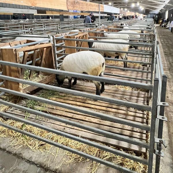 Heavy Duty Welded Wire Sheep Fence Panel Suitable for Pasture Protection and Animal Enclosure Applications