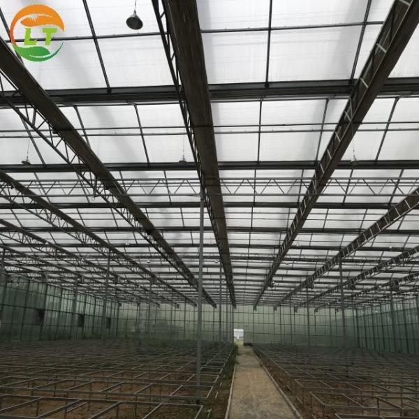 Steel Frame Solar Agricultural Greenhouses for Adjustable Vegetable and Fruit Farming