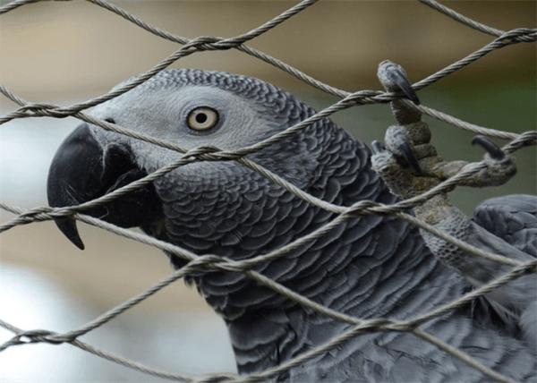 AISI 316 Stainless Steel Aviary Mesh , Wire Rope 7x7 Metal Aviary Panels