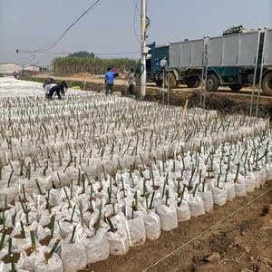 Nursery Growing Bags Large, 7.8x8.6 inches Biodegradable Fabric Seedling Grow Bag, Seed Starting Pots Pouches