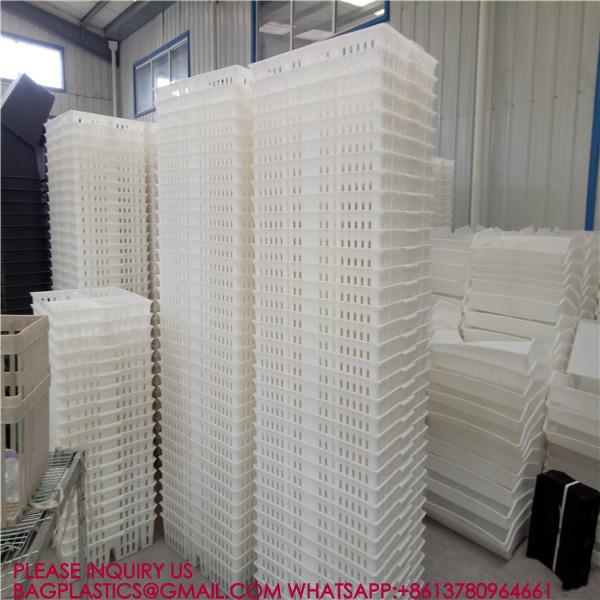 sustainable white chicken cage 680*490*160mm Virgin PP Transportation Chicken Cage