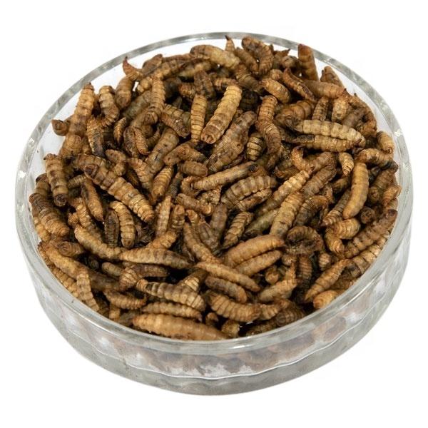 B2B Buyers Delight Nutritious Black Soldier Fly Meal from