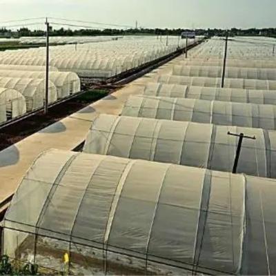 USA/Ca Agricultural Single-Span Tunnel Film Greenhouse for Mushroom and Vegetables