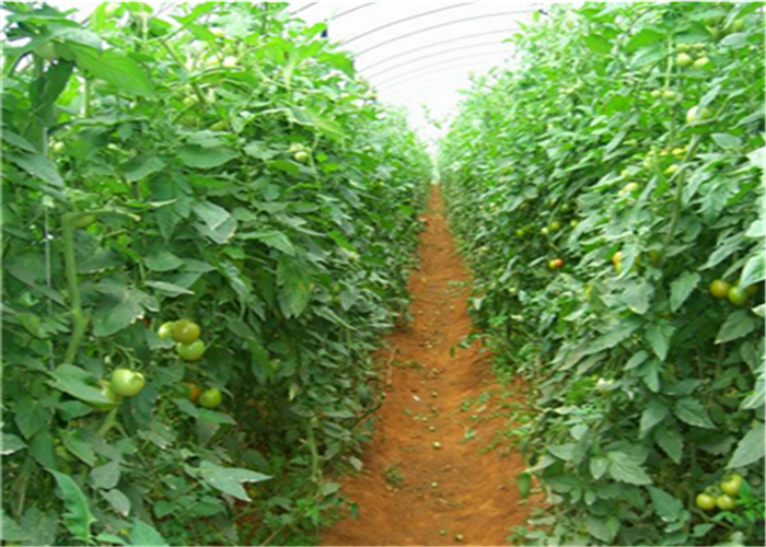 Парник подрезывает удобрение томата органическое с богатой аминокислотой