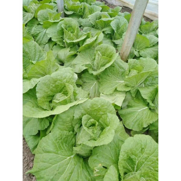 Good Taste Chinese Green Cabbage Cruciferous Vegetabless Apply To Supermarket
