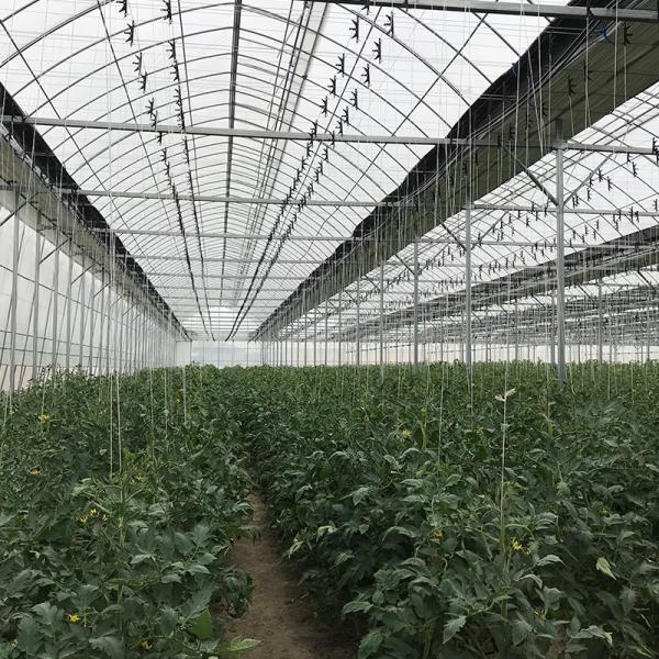 Estufas agrícolas comerciais de grama com sistema de aquecimento eléctrico ou de água