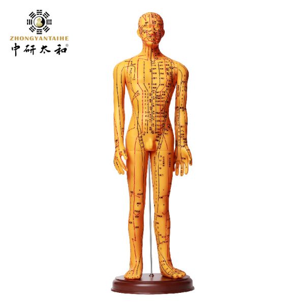 Portable Acupuncture Body Model Easy To Clean Smooth Surface And Flexible Joints Lightweight For Realistic Positioning