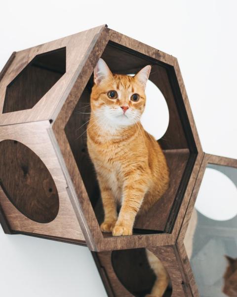 Hexagon Modern Pet Furniture Cat Wall Shelf 50lb Bearing Cat Cave Bed Cat Climbing Frame
